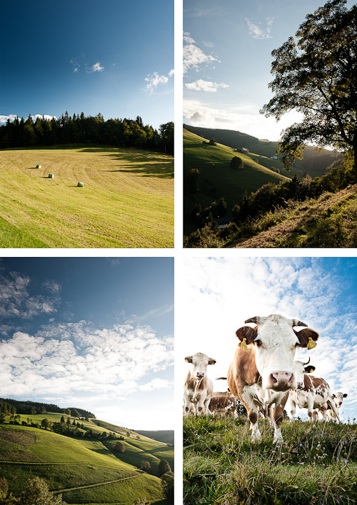 Adler, Schwarzwald - www.becauseitmatters.dk