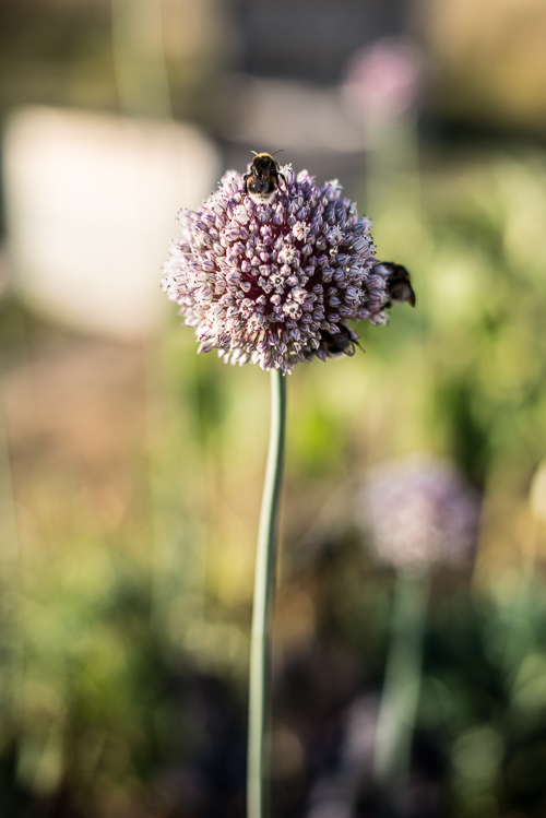 Porre i blomst med travle humlebier