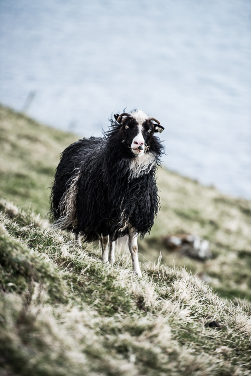 NaCl Showcooking #23 - The Faroe Islands